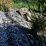 Tenne * بارثولومابيرغ